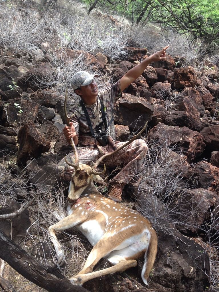 Lanai Hunting Axis Deer And Mouflon Ram Story by 2good2 Photobucket